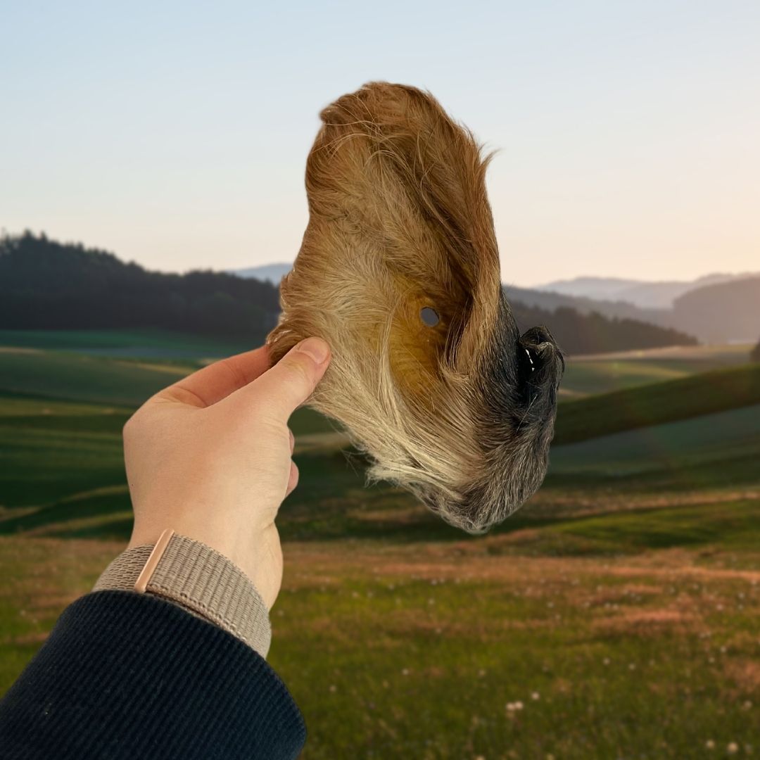 Hairy Cow Ears – Hypoallergenic Dental Care Chews